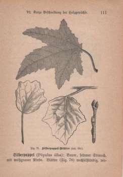 1891 - alter Druck, Holzschnitt - Silberpappel-Blätter